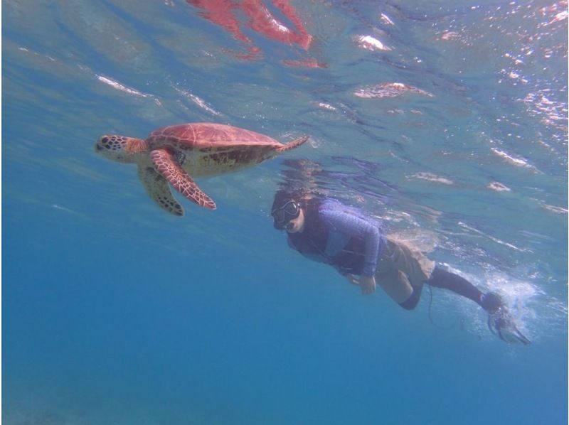 Amami Oshima Sea Turtle Snorkeling Tour (for elementary school students to people in their 70s) The snorkeling spot is located at Yoan Beach in front of the Kazbo shop. Convenient, safe and secureの紹介画像