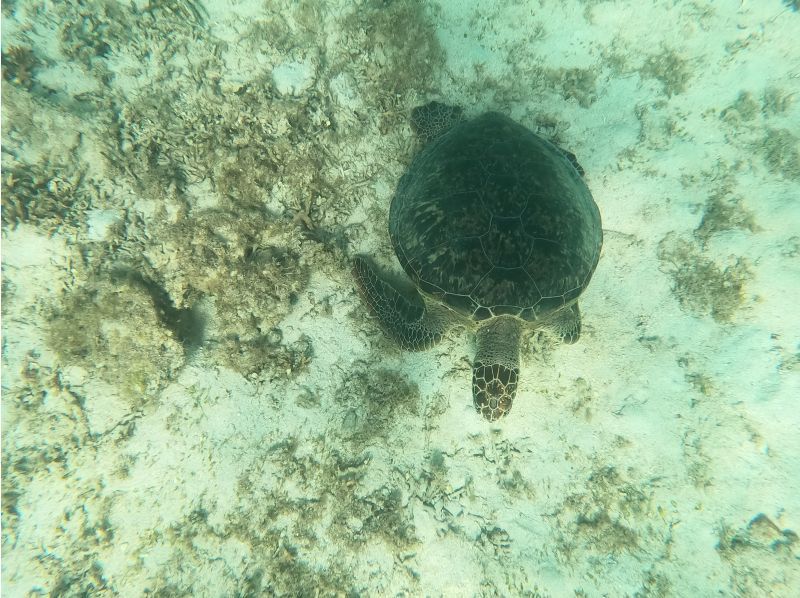 奄美大島ウミガメを探すシュノーケルツアー（小学生から～70代まで）Kazboショップ前の用安ビーチで階段下りたらそこがポイント便利、安心安全の紹介画像