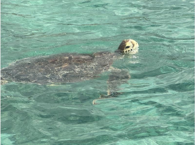 【鹿児島県・奄美市】　奄美大島ウミガメシュノーケルツアー、ショップ前ビーチで階段下りたらそこがポイント！サップボード牽引で泳ぎ苦手でもOKの紹介画像