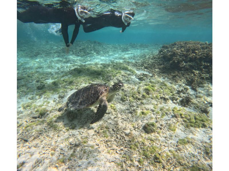 奄美大島ウミガメシュノーケルツアー⭐️クチコミ投稿でGoPro13の動画プレゼント、ショップ前の用安ビーチで階段下りたらそこがポイントの紹介画像