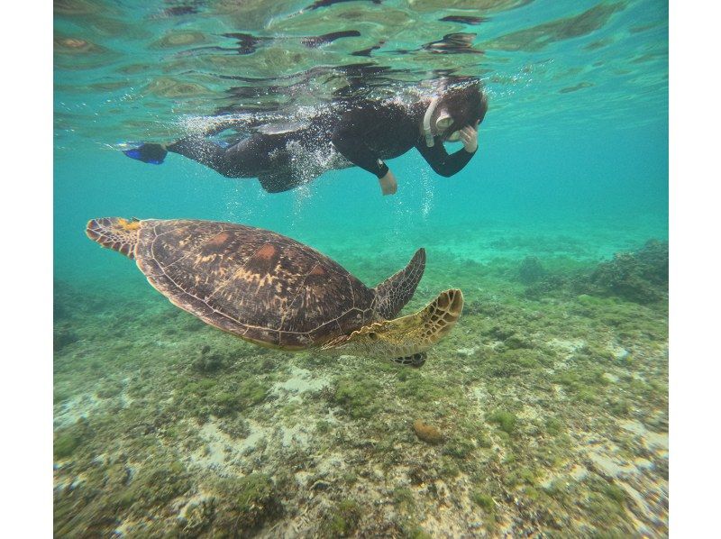 【鹿児島県・奄美市】　奄美大島ウミガメシュノーケルツアー、ショップ前ビーチで階段下りたらそこがポイント！サップボード牽引で泳ぎ苦手でもOKの紹介画像