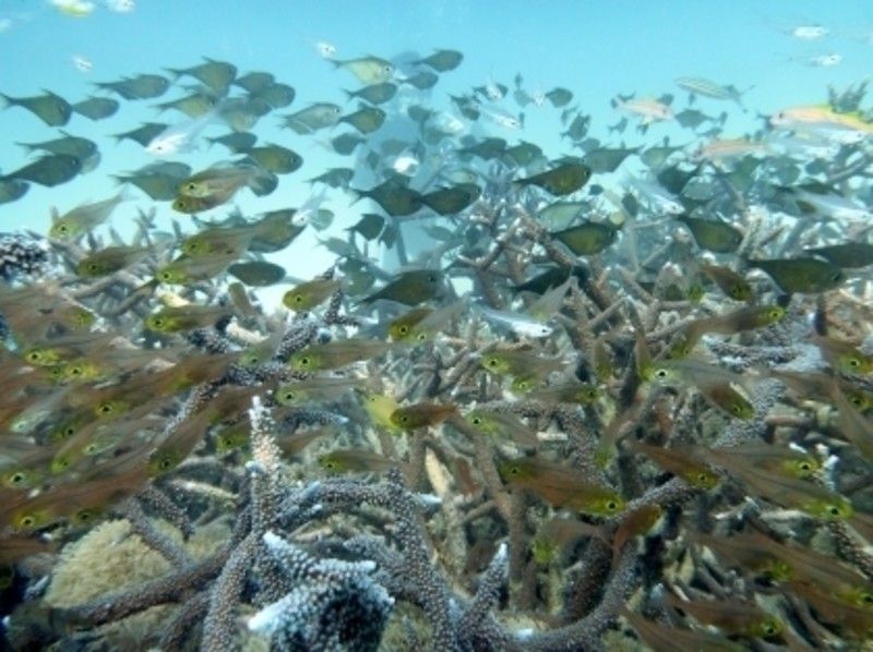 【沖縄・西表島】サンゴ礁＆お魚いっぱい！シュノーケリング1日ツアーの紹介画像