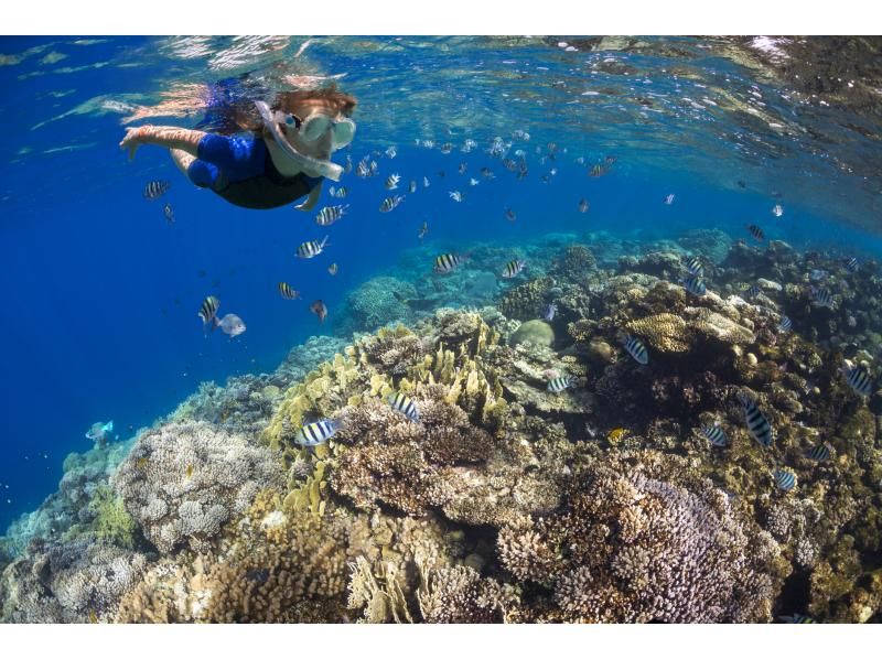 【奄美大島】海からしか行けない⁈幻のビーチ「コウトリ浜」　1日（6時間）上陸ツアー　【シュノーケル・SUP・カヤック遊びたい放題！】の紹介画像