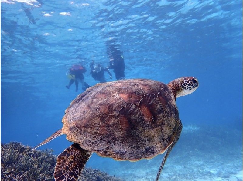 ☆ผู้เข้าร่วมที่มีอายุไม่เกิน 80 ปี ☆ความพึงพอใจอันดับ 1 ด้านการเช่าแบบส่วนตัว ☆ทัวร์ดำน้ำตื้นที่น่าประทับใจ ☆รวมค่าเช่ากล้องกันน้ำ [มิยาโกจิม่า เช่าแบบส่วนตัวสำหรับกลุ่มเดียว]の紹介画像