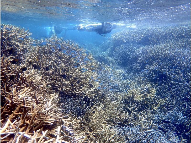 ☆ผู้เข้าร่วมที่มีอายุไม่เกิน 80 ปี ☆ความพึงพอใจอันดับ 1 ด้านการเช่าแบบส่วนตัว ☆ทัวร์ดำน้ำตื้นที่น่าประทับใจ ☆รวมค่าเช่ากล้องกันน้ำ [มิยาโกจิม่า เช่าแบบส่วนตัวสำหรับกลุ่มเดียว]の紹介画像