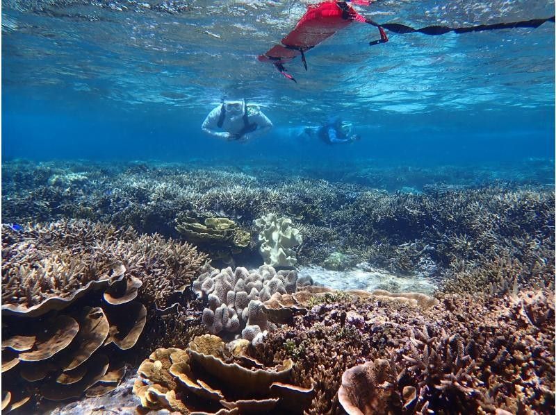 ☆ผู้เข้าร่วมที่มีอายุไม่เกิน 80 ปี ☆ความพึงพอใจอันดับ 1 ด้านการเช่าแบบส่วนตัว ☆ทัวร์ดำน้ำตื้นที่น่าประทับใจ ☆รวมค่าเช่ากล้องกันน้ำ [มิยาโกจิม่า เช่าแบบส่วนตัวสำหรับกลุ่มเดียว]の紹介画像