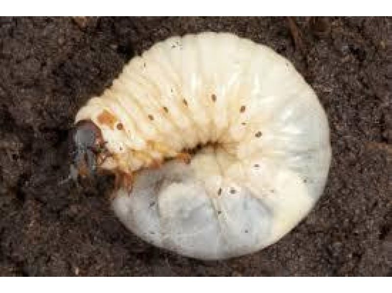 [From Chofu, Tokyo] Beetle larvae, adults and pupae capture experience tour, 2-week limited editionの紹介画像