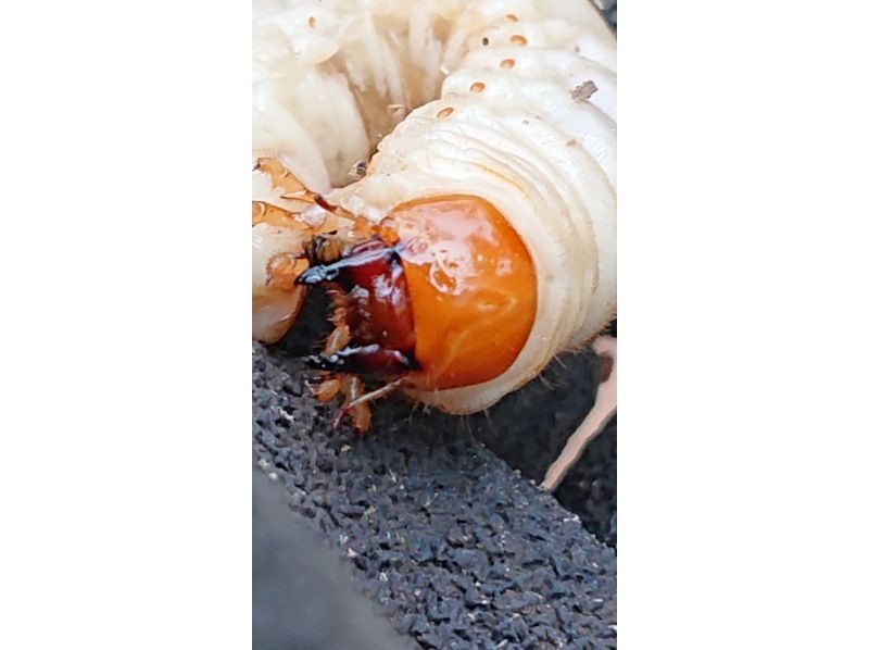 [From Chofu, Tokyo] Beetle larvae, adults and pupae capture experience tour, 2-week limited editionの紹介画像