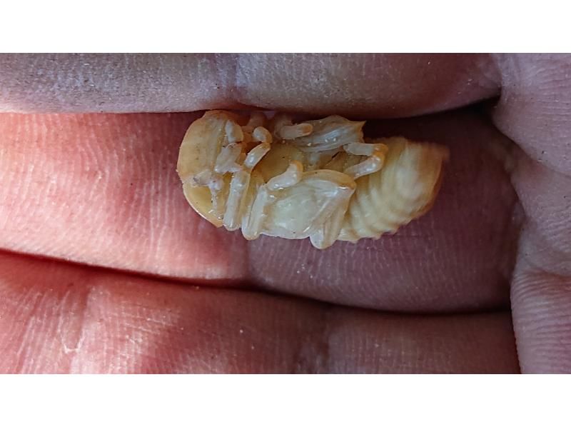 [From Chofu, Tokyo] Beetle larvae, adults and pupae capture experience tour, 2-week limited editionの紹介画像