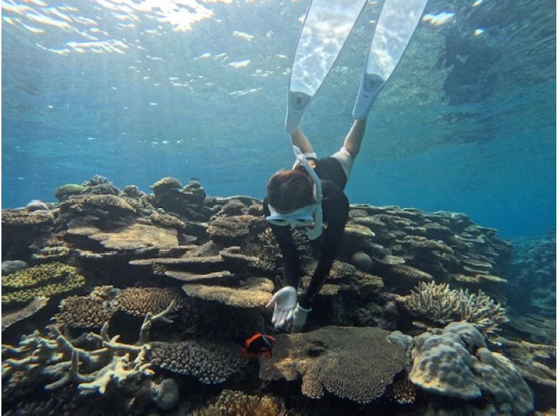 [Okinawa, Sesoko Island] NEW Menu Skin diving has started at Sesoko Island, where sea turtles live! Free rental of cute long fins ♪ Free 4K camera shooting!の紹介画像
