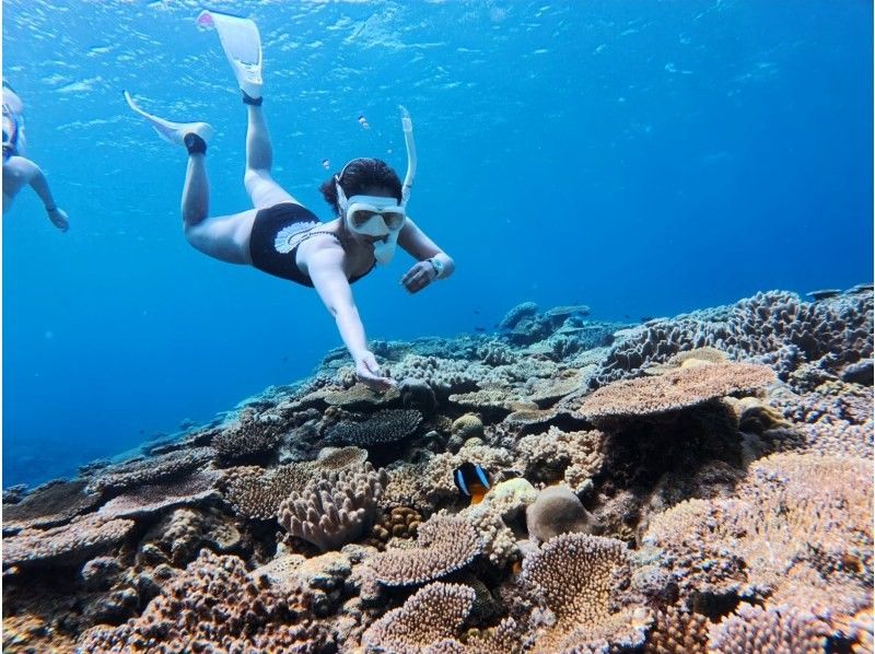 [Okinawa, Sesoko Island] NEW Menu Skin diving has started at Sesoko Island, where sea turtles live! Free rental of cute long fins ♪ Free 4K camera shooting!の紹介画像