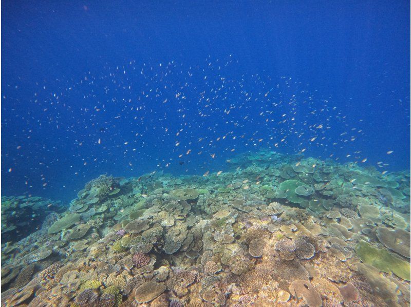 【沖縄・瀬底島】ウミガメが棲む瀬底島でスキンダイビング！大迫力の珊瑚礁を間近で♪初心者大歓迎！４Kカメラ撮影無料！の紹介画像