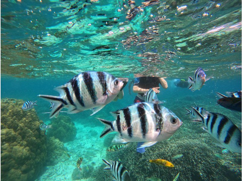 [Okinawa, Sesoko Island] NEW Menu Skin diving has started at Sesoko Island, where sea turtles live! Free rental of cute long fins ♪ Free 4K camera shooting!の紹介画像