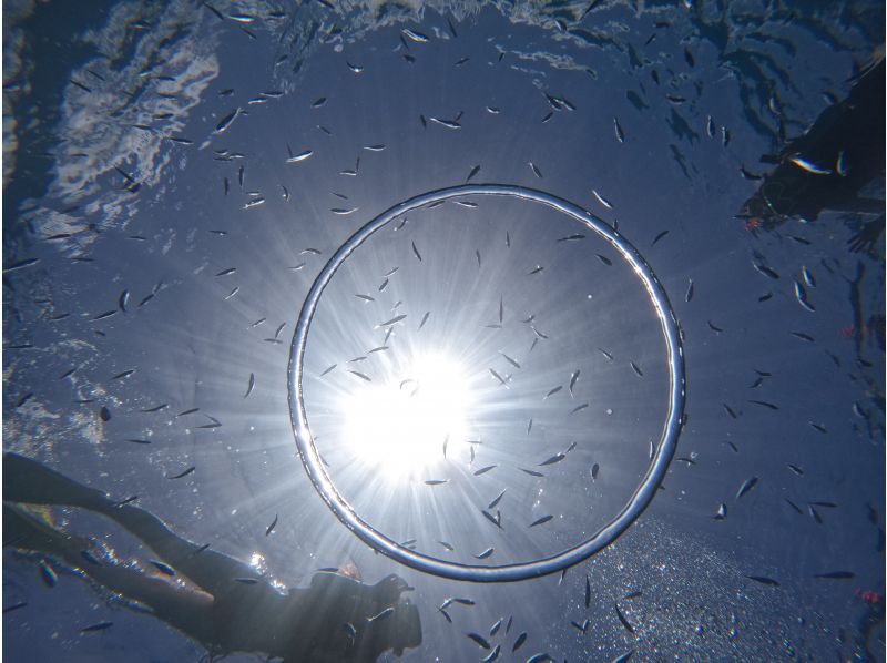 【오키나와·세소섬】NEW Menu 바다거북이 서 있는 세소섬에서 스킨 다이빙 시작했습니다! 귀여운 롱 핀 렌탈 무료 ♪ 4K 카메라 촬영 무료!の紹介画像