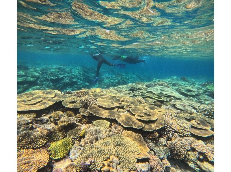 [Okinawa, Nago] Private Minna Island Cruise! Half-day courseの紹介画像