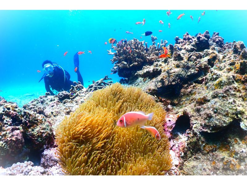 【★沖縄・石垣島】水中カメラマンが撮る！　透明度抜群の水中世界で潜っている姿を思い出に残しませんか？の紹介画像