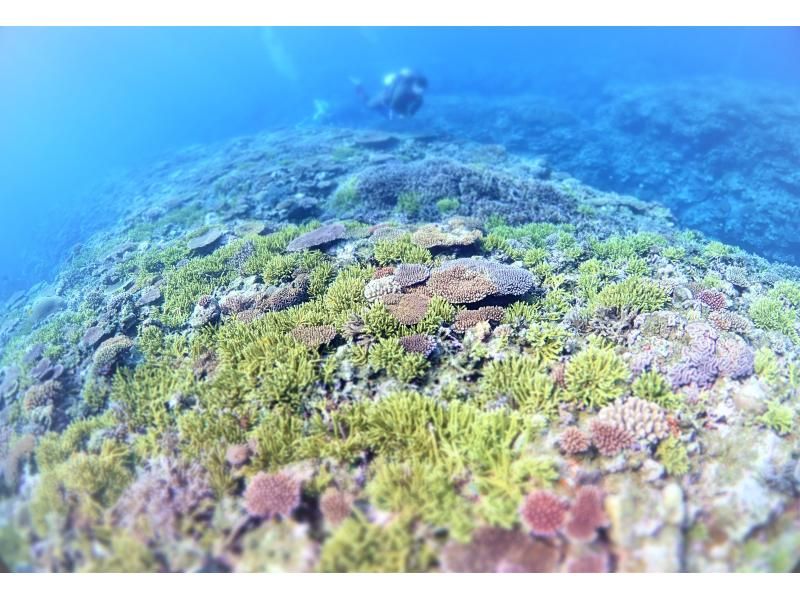 【★沖縄・石垣島】水中カメラマンが撮る！　透明度抜群の水中世界で潜っている姿を思い出に残しませんか？の紹介画像