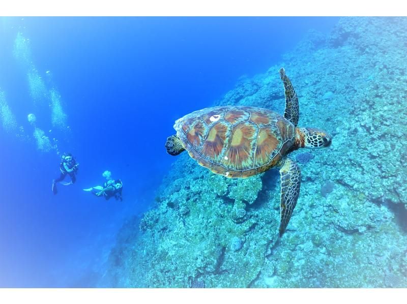 【★沖縄・石垣島】水中カメラマンが撮る！　透明度抜群の水中世界で潜っている姿を思い出に残しませんか？の紹介画像