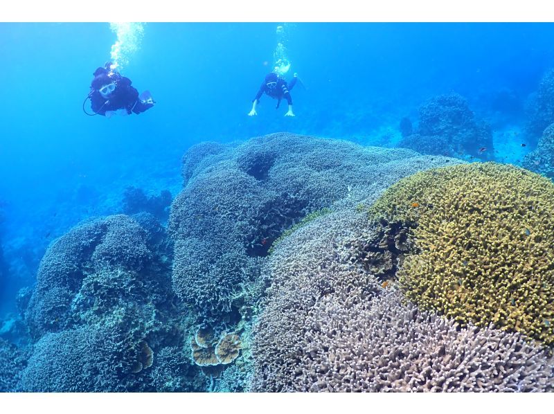 【★沖縄・石垣島】水中カメラマンが撮る！　透明度抜群の水中世界で潜っている姿を思い出に残しませんか？の紹介画像