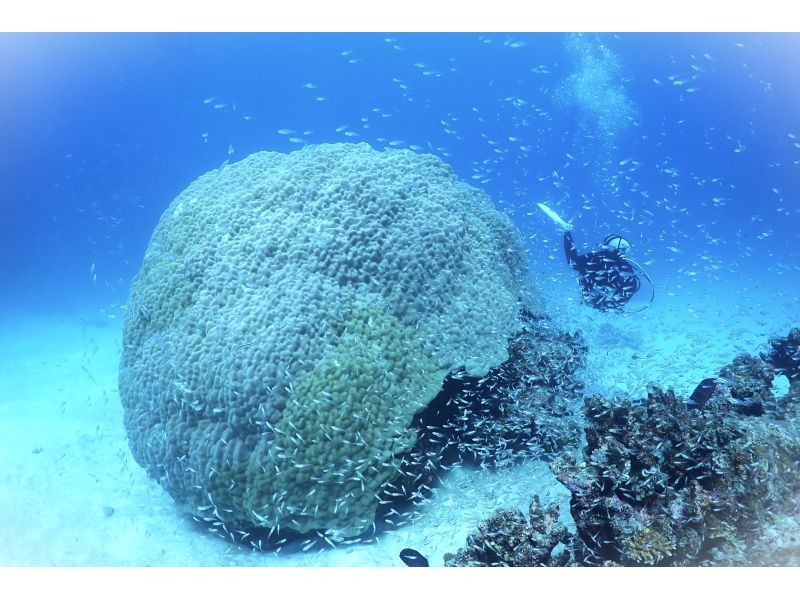 【★沖縄・石垣島】水中カメラマンが撮る！　透明度抜群の水中世界で潜っている姿を思い出に残しませんか？の紹介画像