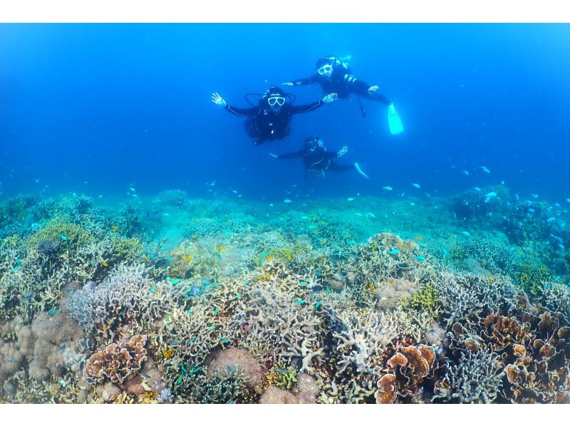 【★沖縄・石垣島】水中カメラマンが撮る！　透明度抜群の水中世界で潜っている姿を思い出に残しませんか？の紹介画像