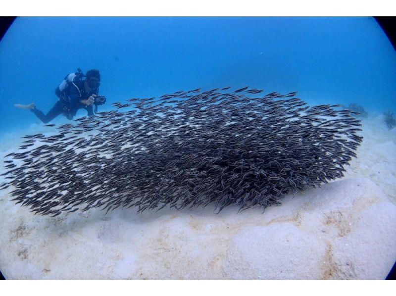 【★沖縄・石垣島】水中カメラマンが撮る！　透明度抜群の水中世界で潜っている姿を思い出に残しませんか？の紹介画像