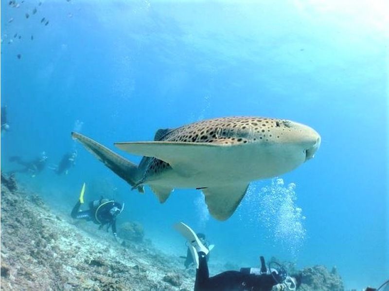 【★沖縄・石垣島】水中カメラマンが撮る！　透明度抜群の水中世界で潜っている姿を思い出に残しませんか？の紹介画像