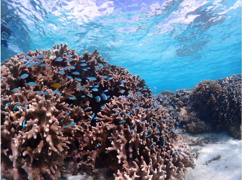SALE！【宮古島】《高性能水中カメラでSNS映え♡》自然の魅力が溢れる水中の楽園で熱帯魚と珊瑚シュノーケル★当日予約OK！の紹介画像