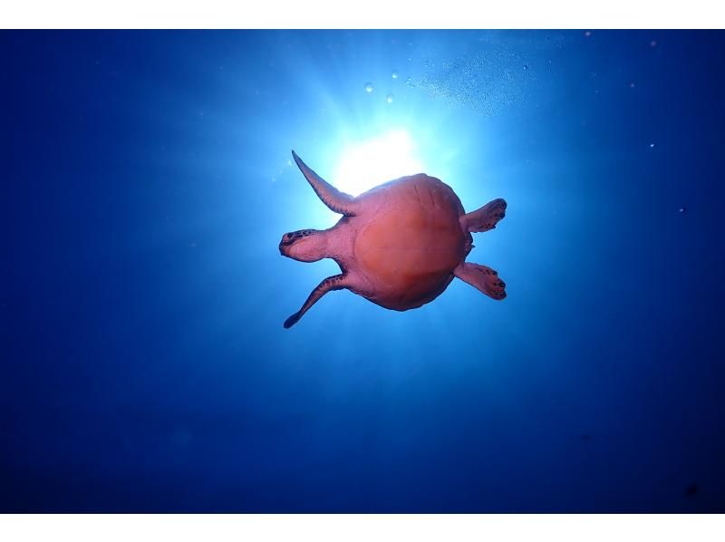 【アオウミガメチャレンジの２DIVE】水中世界を覗く1日体験ダイビングコース♪【沖縄・石垣島】の紹介画像