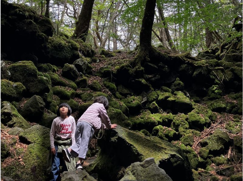 [Yamanashi Prefecture, Lake Kawaguchi] Bring an exploration map and head out! Explore the Jukai forest with a guideの紹介画像