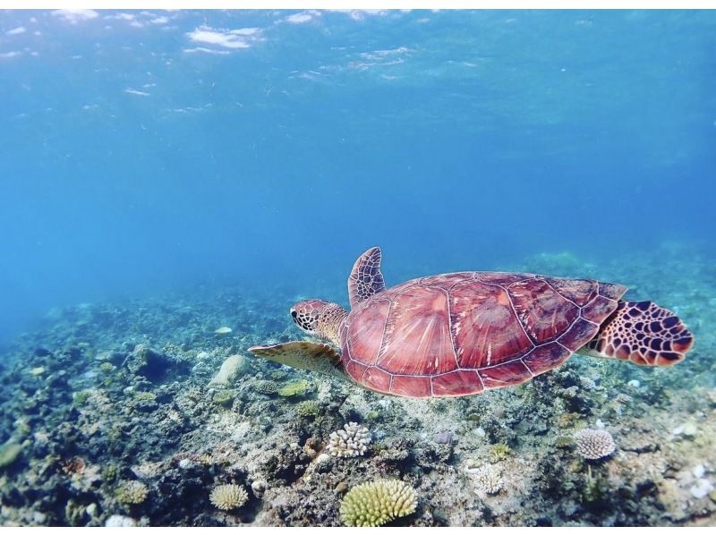 【沖縄・石垣島】大人気ウミガメシュノーケルツアーの紹介画像