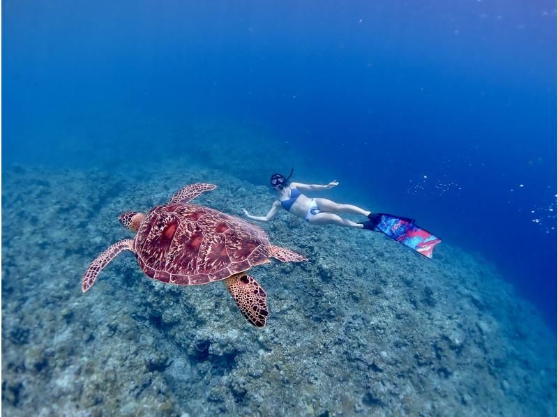 【沖縄・石垣島】大人気ウミガメシュノーケルツアーの紹介画像