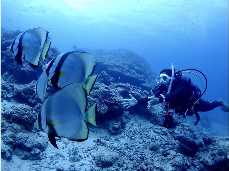【沖縄県・石垣島】ファンダイビングコース　3diveの紹介画像