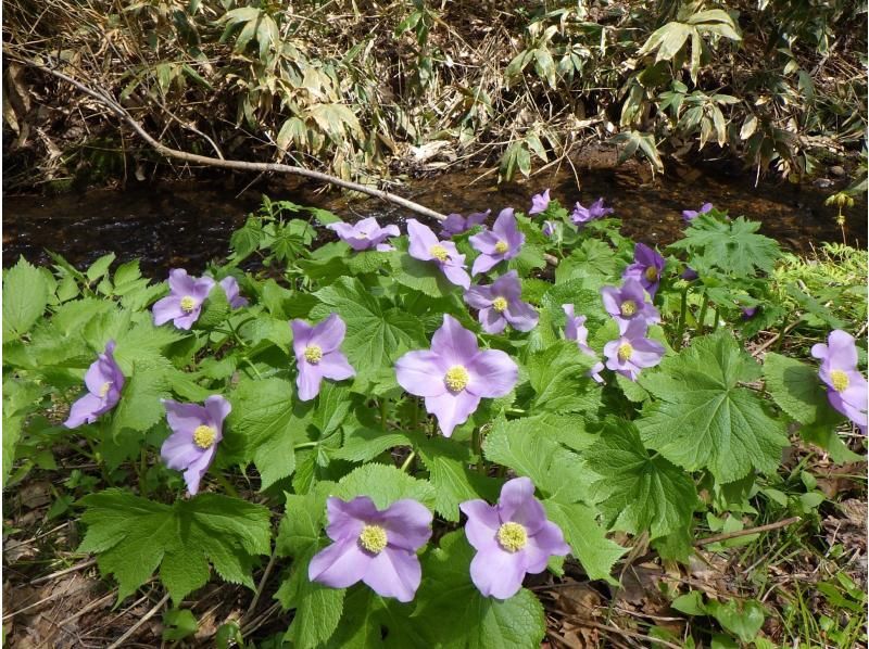 【北海道・札幌】大自然を巡る♪春はお花見！ セグウェイに乗って滝野すずらん丘陵公園の広大なエリアを探索！の紹介画像