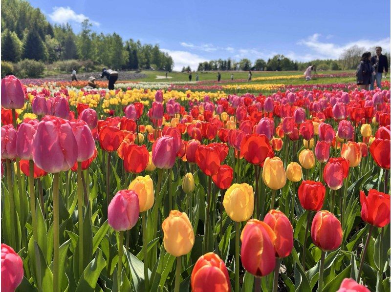[Hokkaido, Sapporo] Explore the great outdoors ♪ Cherry blossom viewing in spring! Ride a Segway and explore the vast area of Takino Suzuran Hillside Park!の紹介画像