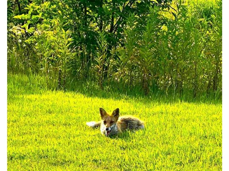 【北海道・札幌】大自然を巡る♪森林浴で癒される！ セグウェイに乗って滝野すずらん丘陵公園の広大なエリアを探索！の紹介画像