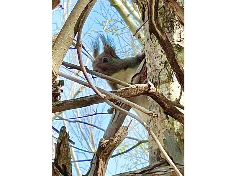 【北海道・札幌】大自然を巡る♪森林浴で癒される！ セグウェイに乗って滝野すずらん丘陵公園の広大なエリアを探索！の紹介画像