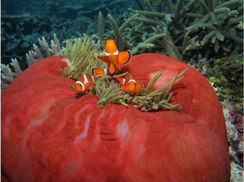 【宮古島・ボートスノーケル】宮古の海は、天然の水族館！ボートに乗って、泳いで楽しもう！の紹介画像