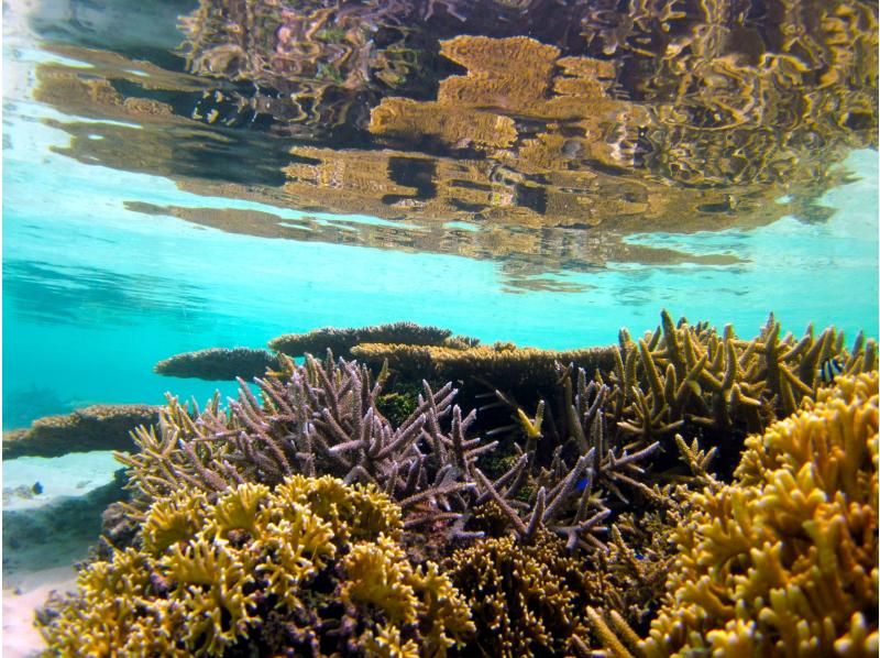 【宮古島・ボートスノーケル】宮古の海は、天然の水族館！ボートに乗って、泳いで楽しもう！の紹介画像