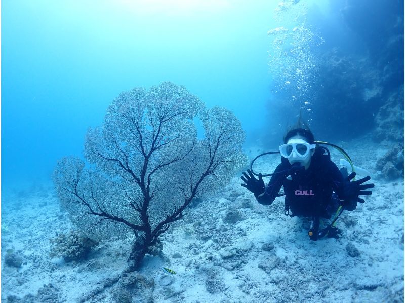 【沖縄県・石垣島】ファンダイビングコース　2diveの紹介画像