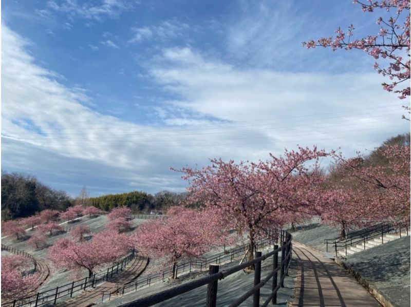 【福島県・いわき市】いわきあるき2024【いわき名物ガイド】ﾈｲﾁｬｰｶﾞｲﾄﾞと河津桜・春の散策の紹介画像