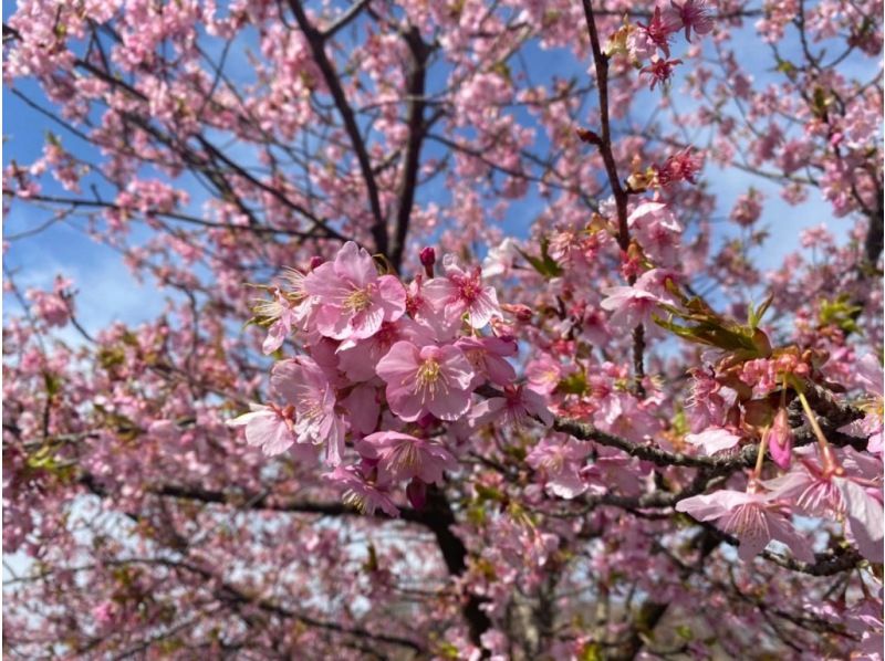 【福島県・いわき市】いわきあるき2024【いわき名物ガイド】ﾈｲﾁｬｰｶﾞｲﾄﾞと河津桜・春の散策の紹介画像