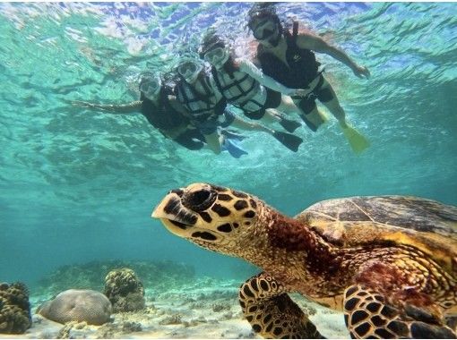 【宮古島|遭遇率100%継続中!】《 1組貸切ウミガメシュノーケル》★GW前SALE!★前日・当日予約OK★ウェット・レンタル全て無料! 【宮古島|遭遇率100%継続中!】《 1組貸切ウミガメシュノーケル》★GW前SALE!★前日・当日予約OK★ウェット・レンタル全て無料!