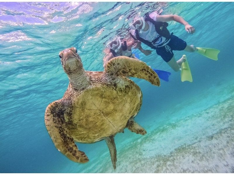 【宮古島｜遭遇率100%継続中！】《 1組貸切ウミガメシュノーケル》★春休み限定割引中(早期予約OK)★ウェット・レンタル全て無料！の紹介画像