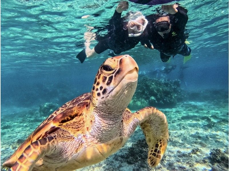 【宮古島｜遭遇率100%継続中！】《 1組貸切ウミガメシュノーケル》★春休み限定割引中(早期予約OK)★ウェット・レンタル全て無料！の紹介画像