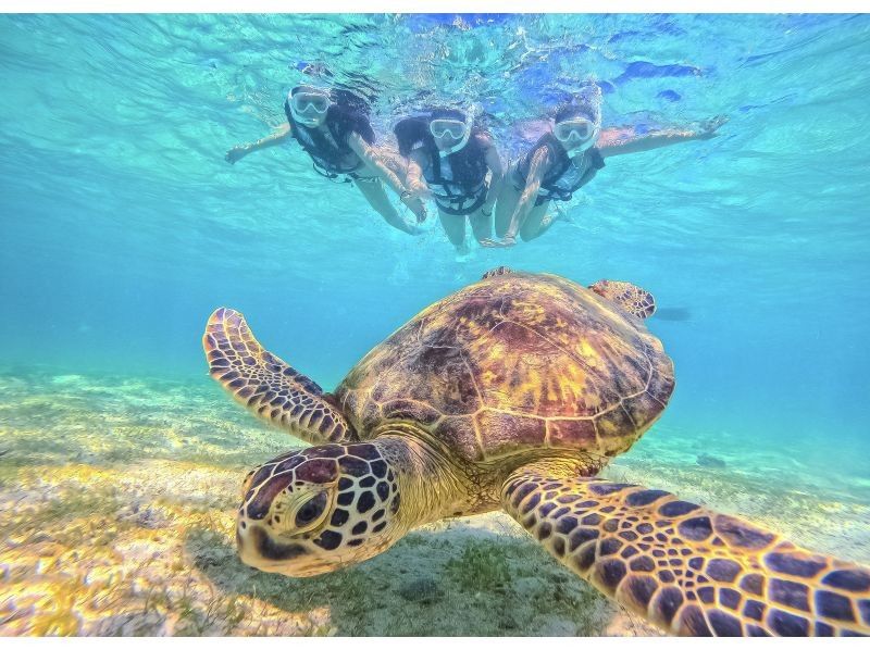 【宮古島｜遭遇率100%継続中！】《 1組貸切ウミガメシュノーケル》★春休み限定割引中(早期予約OK)★ウェット・レンタル全て無料！の紹介画像