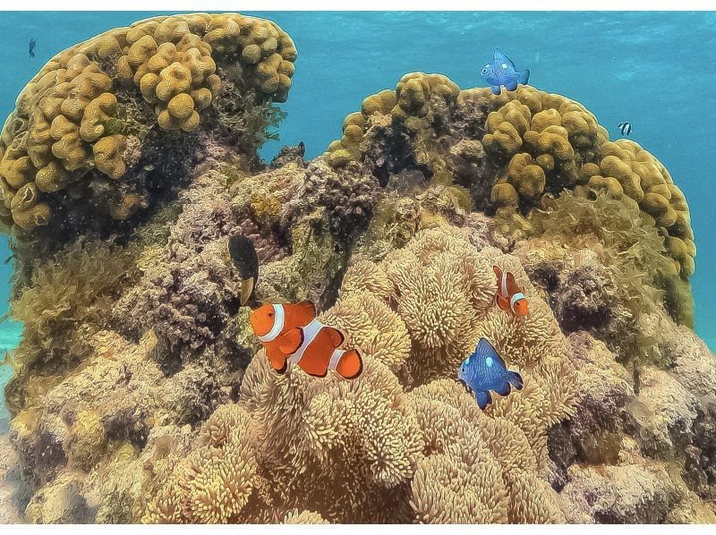 【宮古島｜遭遇率100%継続中！】《 1組貸切ウミガメシュノーケル》★春休み限定割引中(早期予約OK)★ウェット・レンタル全て無料！の紹介画像