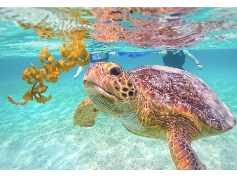 【宮古島｜遭遇率100%継続中！】《 1組貸切ウミガメシュノーケル》★春休み限定割引中(早期予約OK)★ウェット・レンタル全て無料！の紹介画像