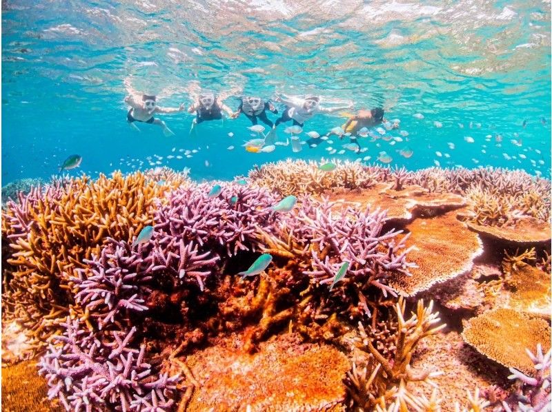 【宮古島｜遭遇率100%継続中！】《 1組貸切ウミガメシュノーケル》★春休み限定割引中(早期予約OK)★ウェット・レンタル全て無料！の紹介画像