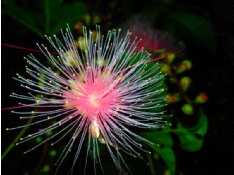 [Iriomote Island/Early Morning] The mythical overnight-blooming flower! Jungle walk tour to see the hanging flowers [April to August only] ★Free photos★Super Summer Sale 2024の紹介画像